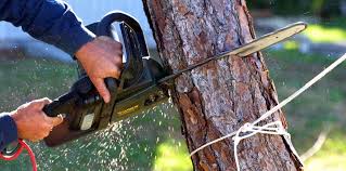 Reliable Morgantown, MS Tree Care Solutions