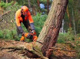 Seasonal Cleanup (Spring/Fall) in Morgantown, MS